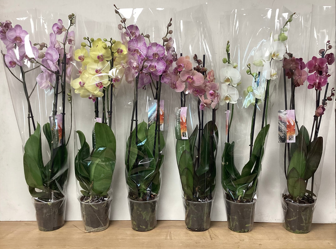 Florist Choice- Orchid