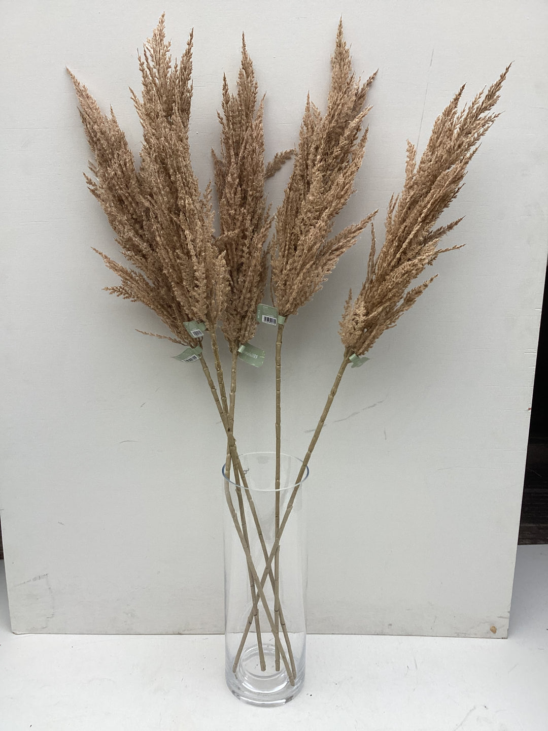Natural Pampass Grass