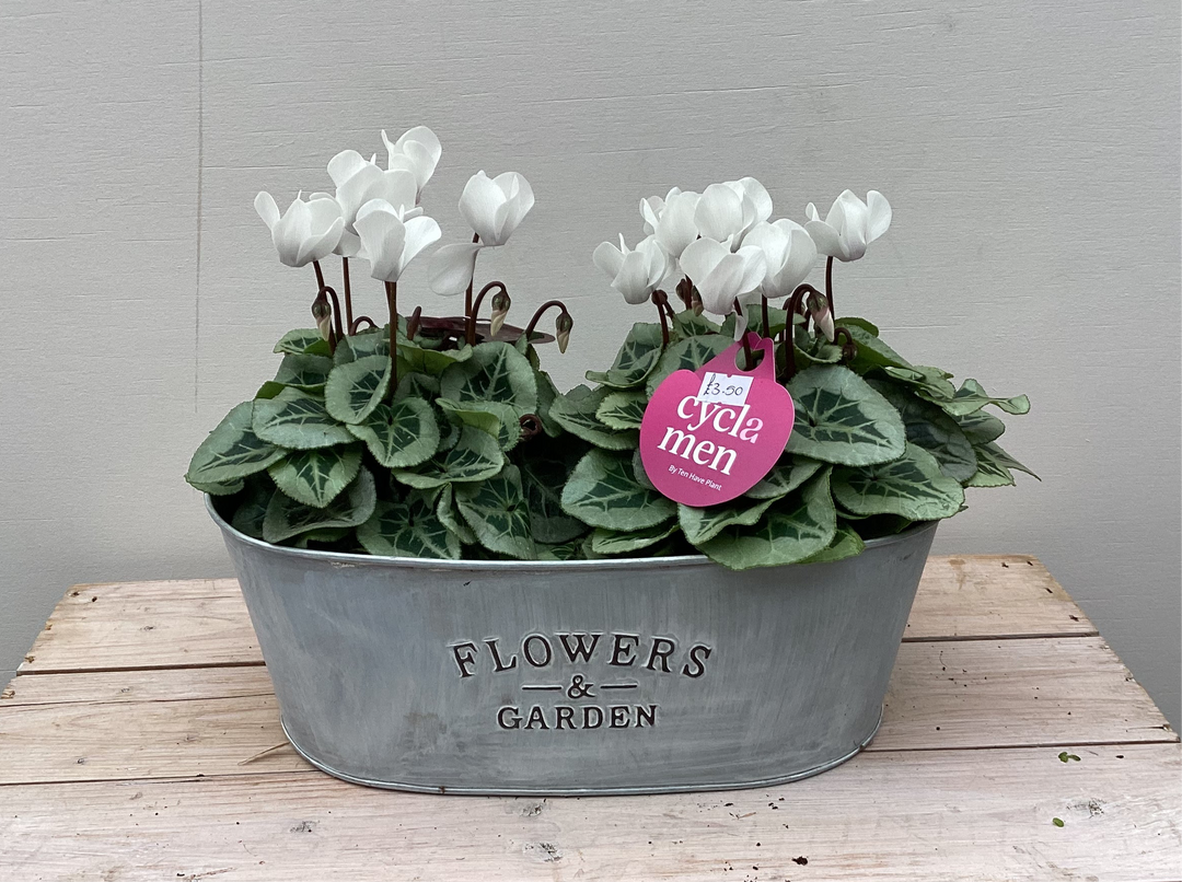 White Cyclamen