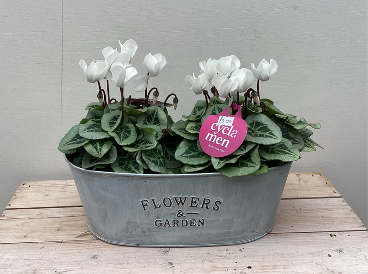 White Cyclamen