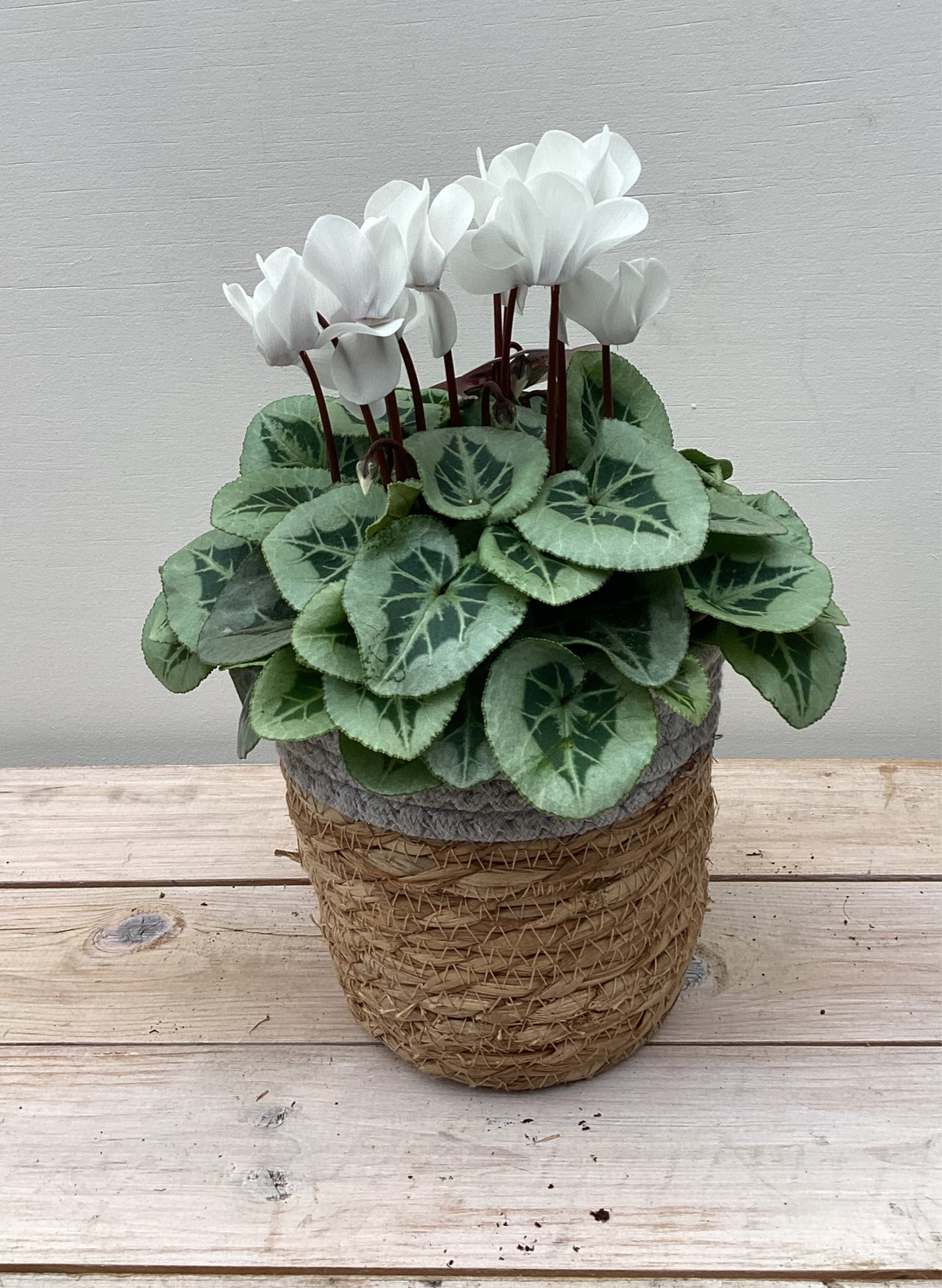 White Cyclamen