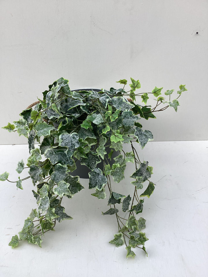 Ivy Spray