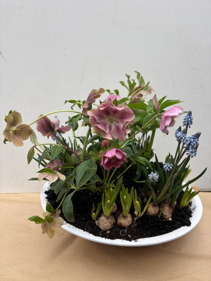 Helleborus & Muscari Planter