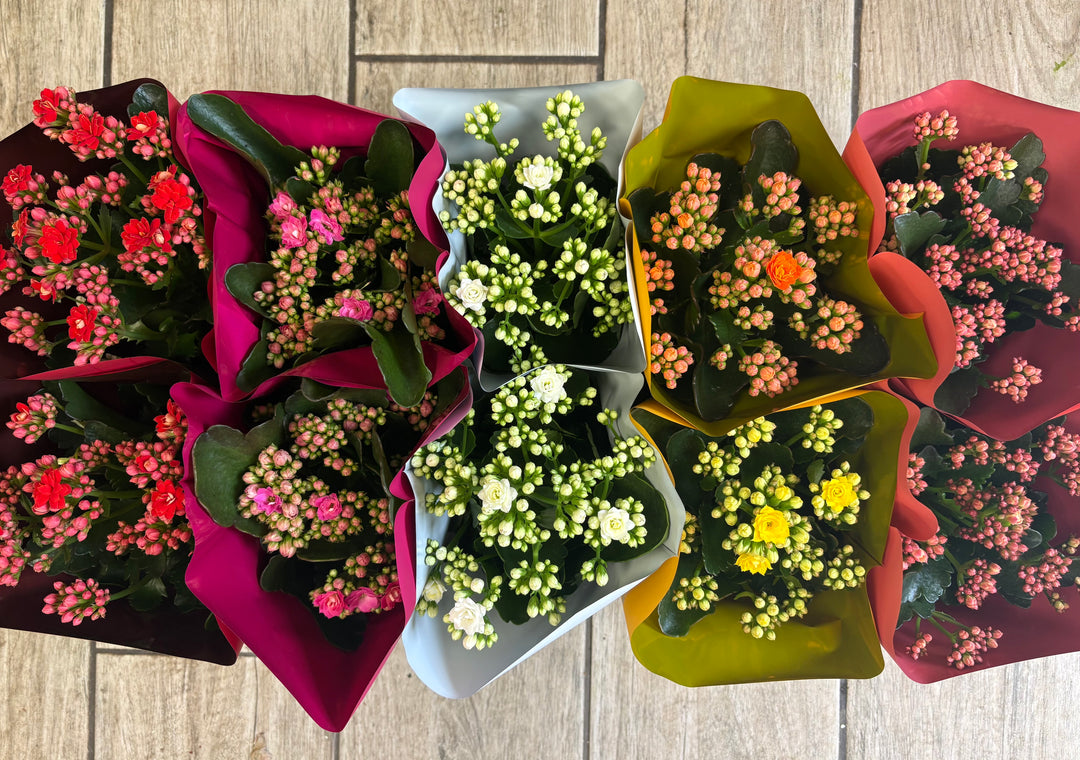 Florist Choice Kalanchoe
