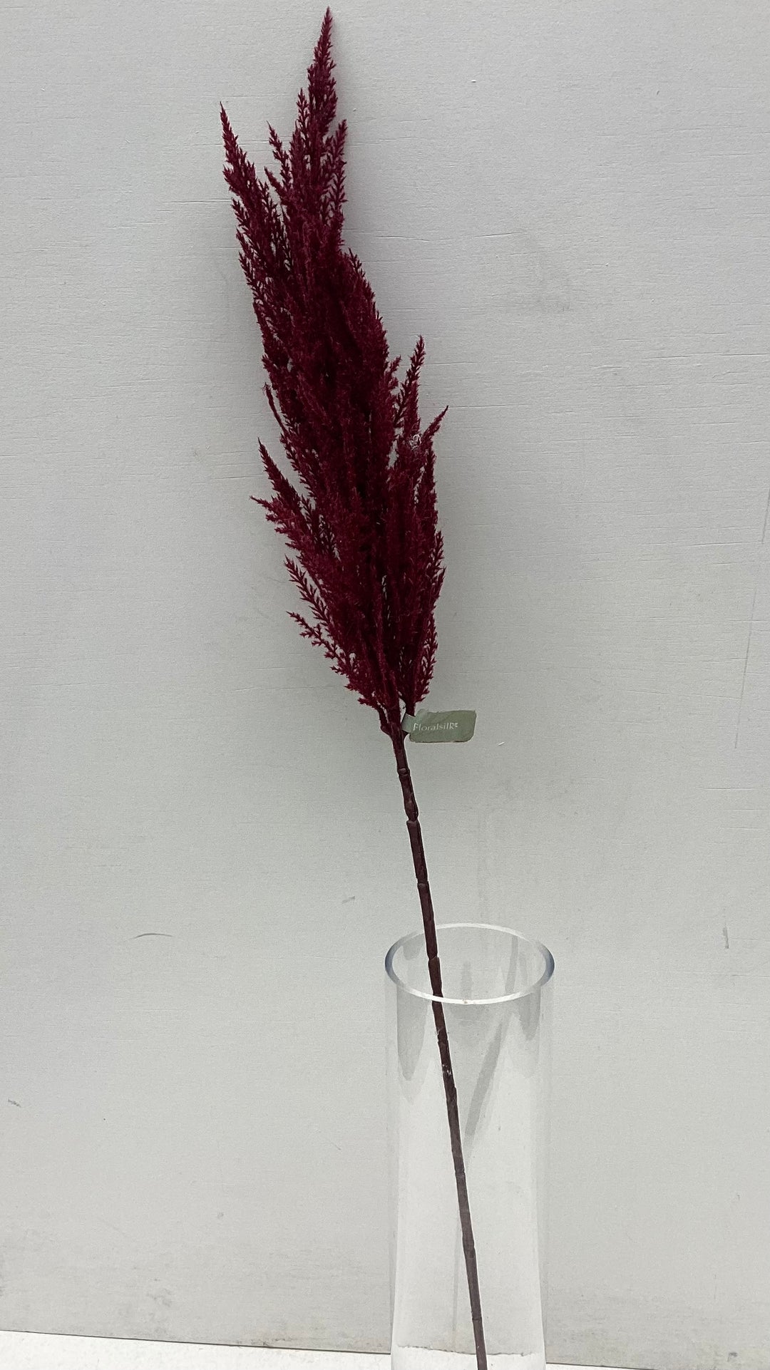 Red Pampass Grass
