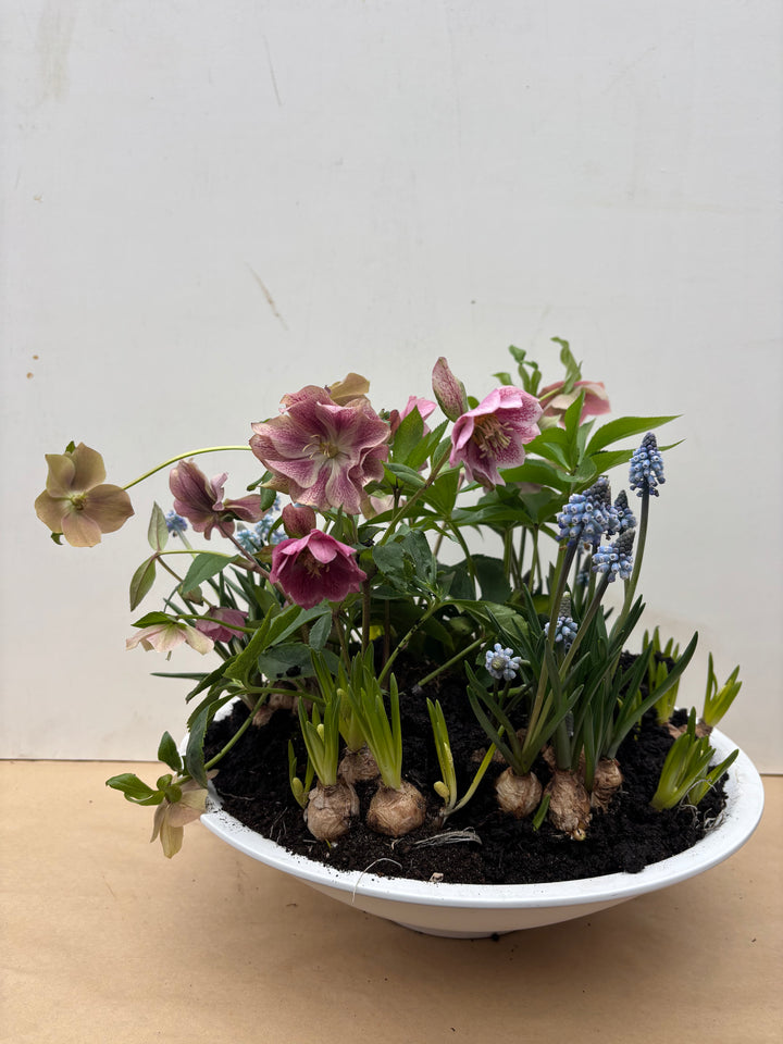 Helleborus & Muscari Planter