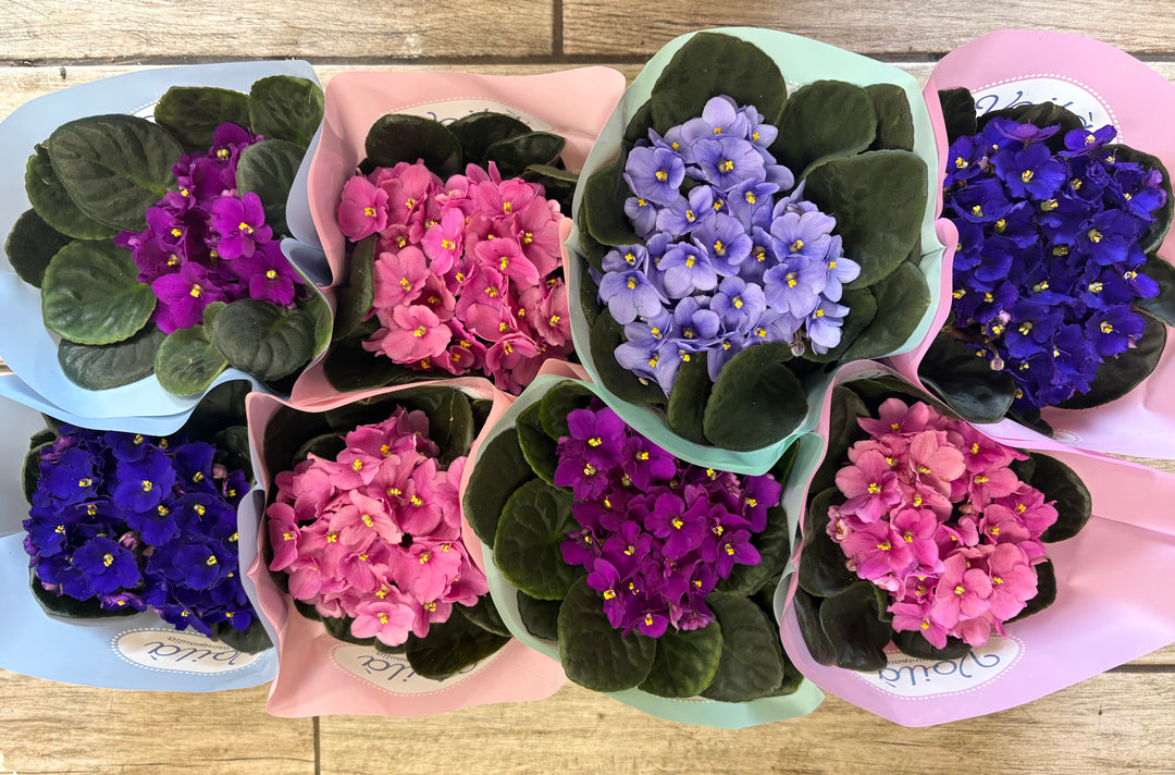 Florist Choice Viola