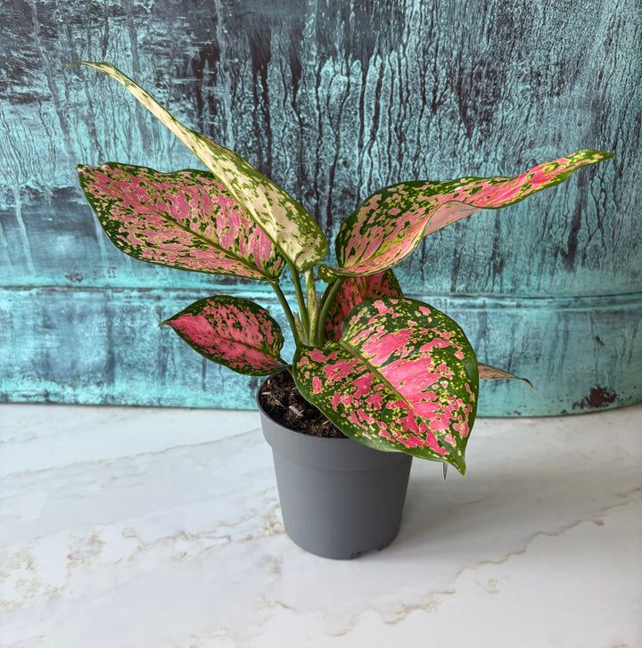 Aglaonema